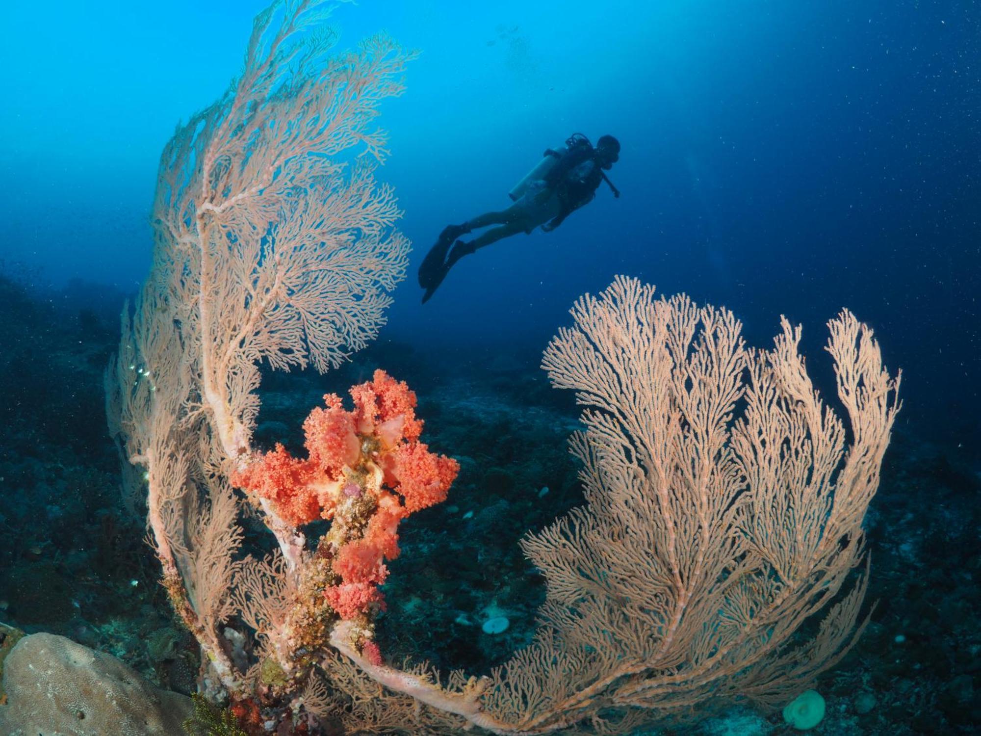 Liberty'S Lodge And Diving - Apo Island Dumaguete City Zewnętrze zdjęcie