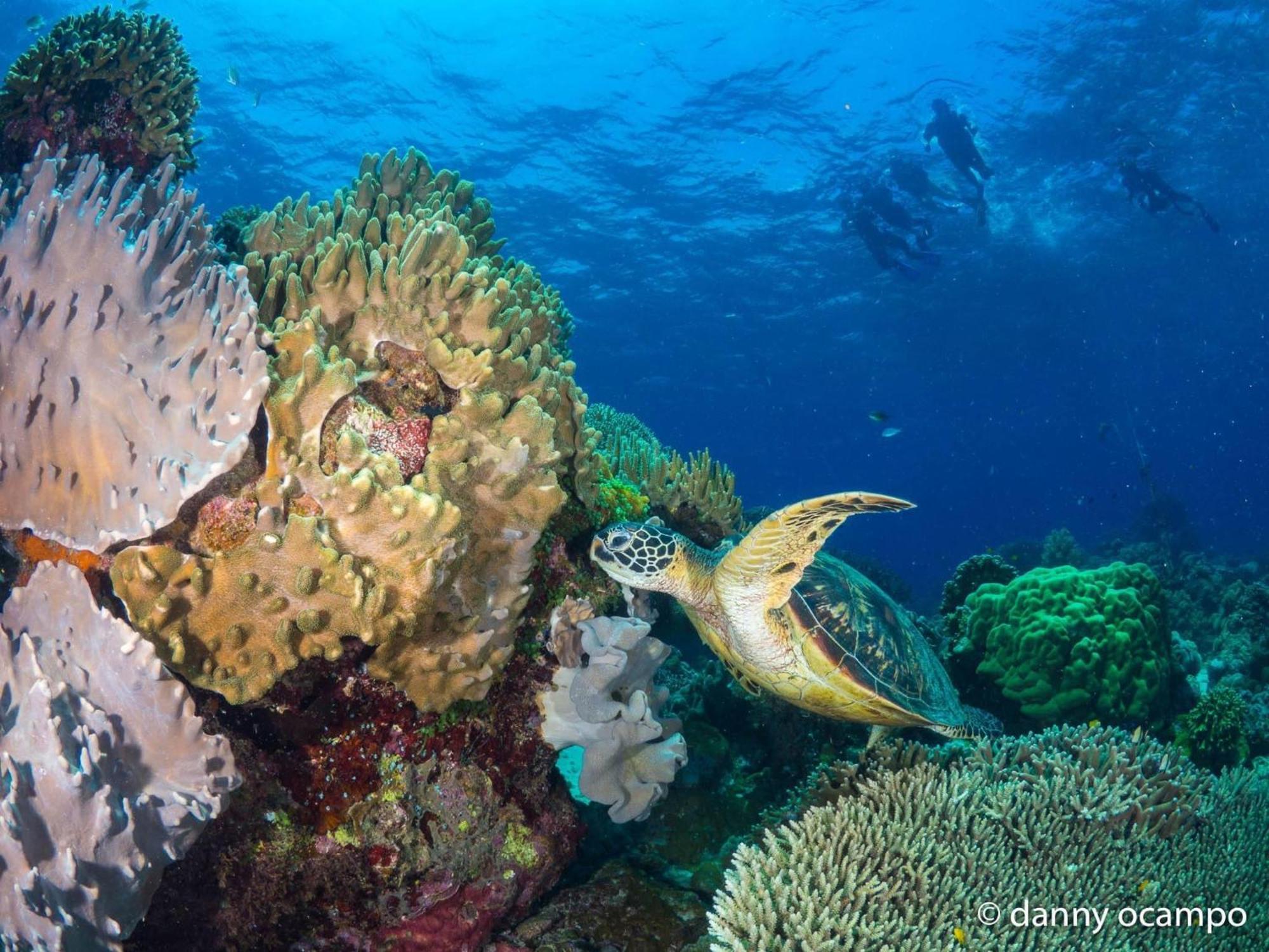 Liberty'S Lodge And Diving - Apo Island Dumaguete City Zewnętrze zdjęcie