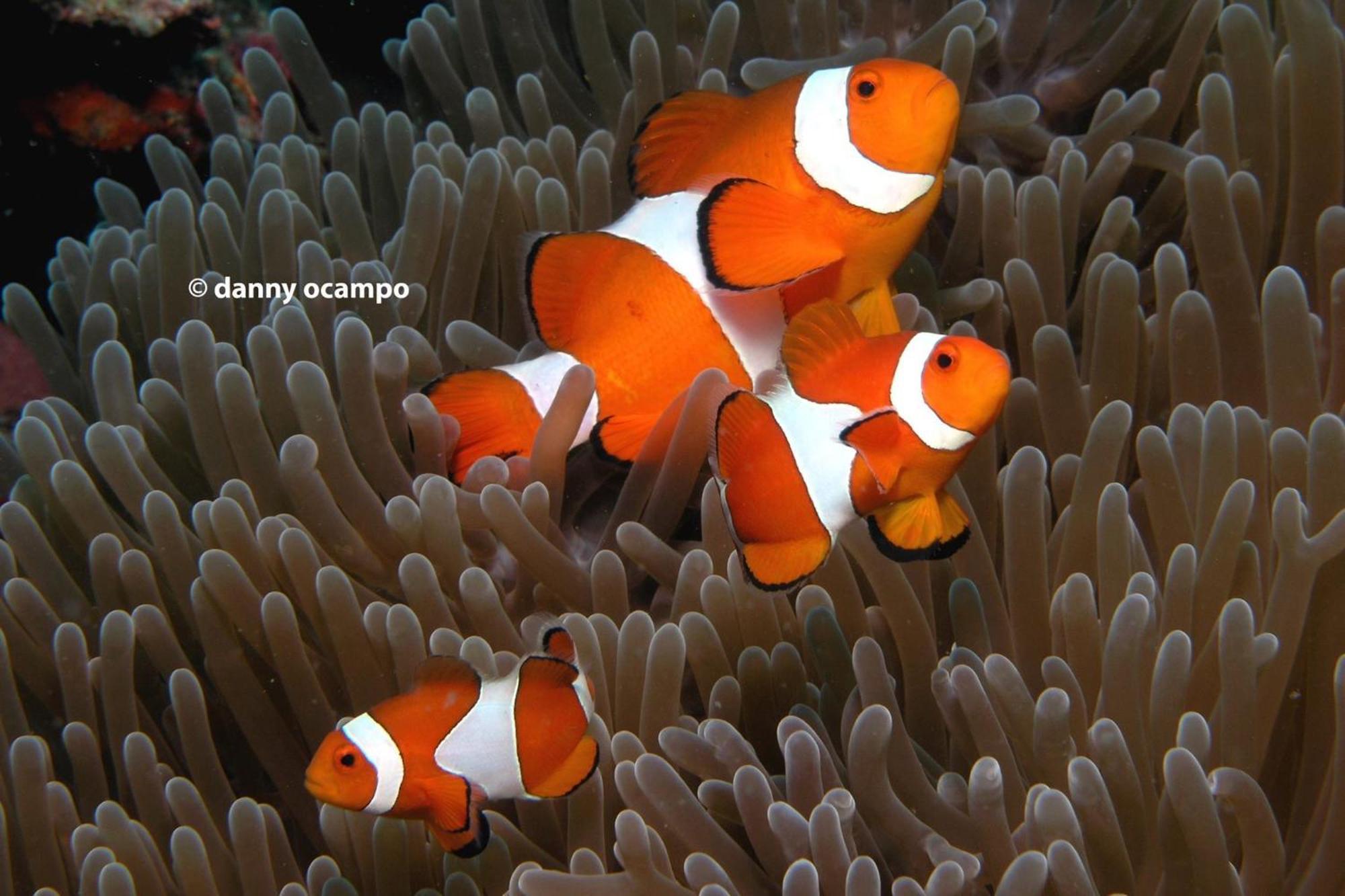 Liberty'S Lodge And Diving - Apo Island Dumaguete City Zewnętrze zdjęcie