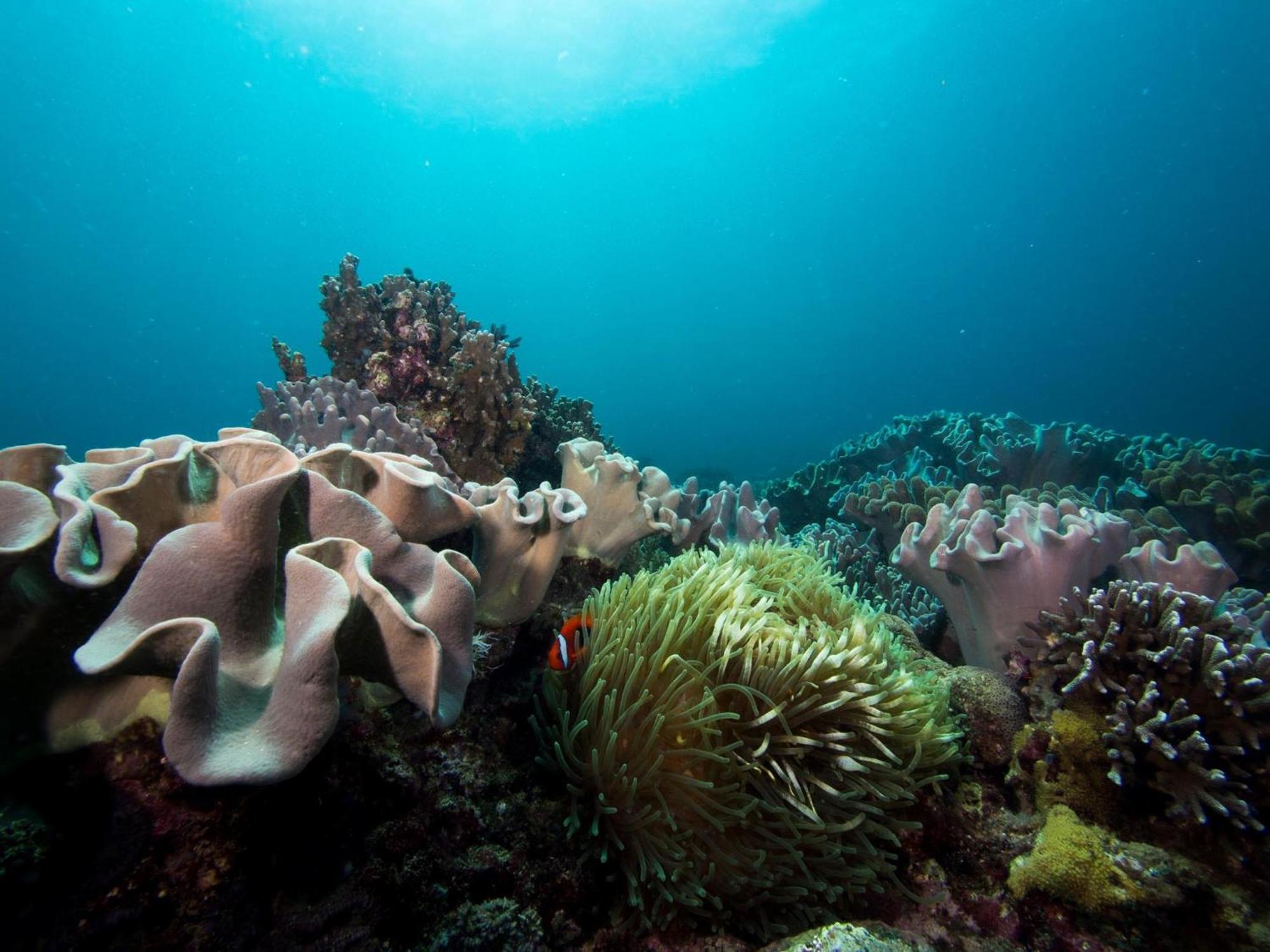 Liberty'S Lodge And Diving - Apo Island Dumaguete City Zewnętrze zdjęcie