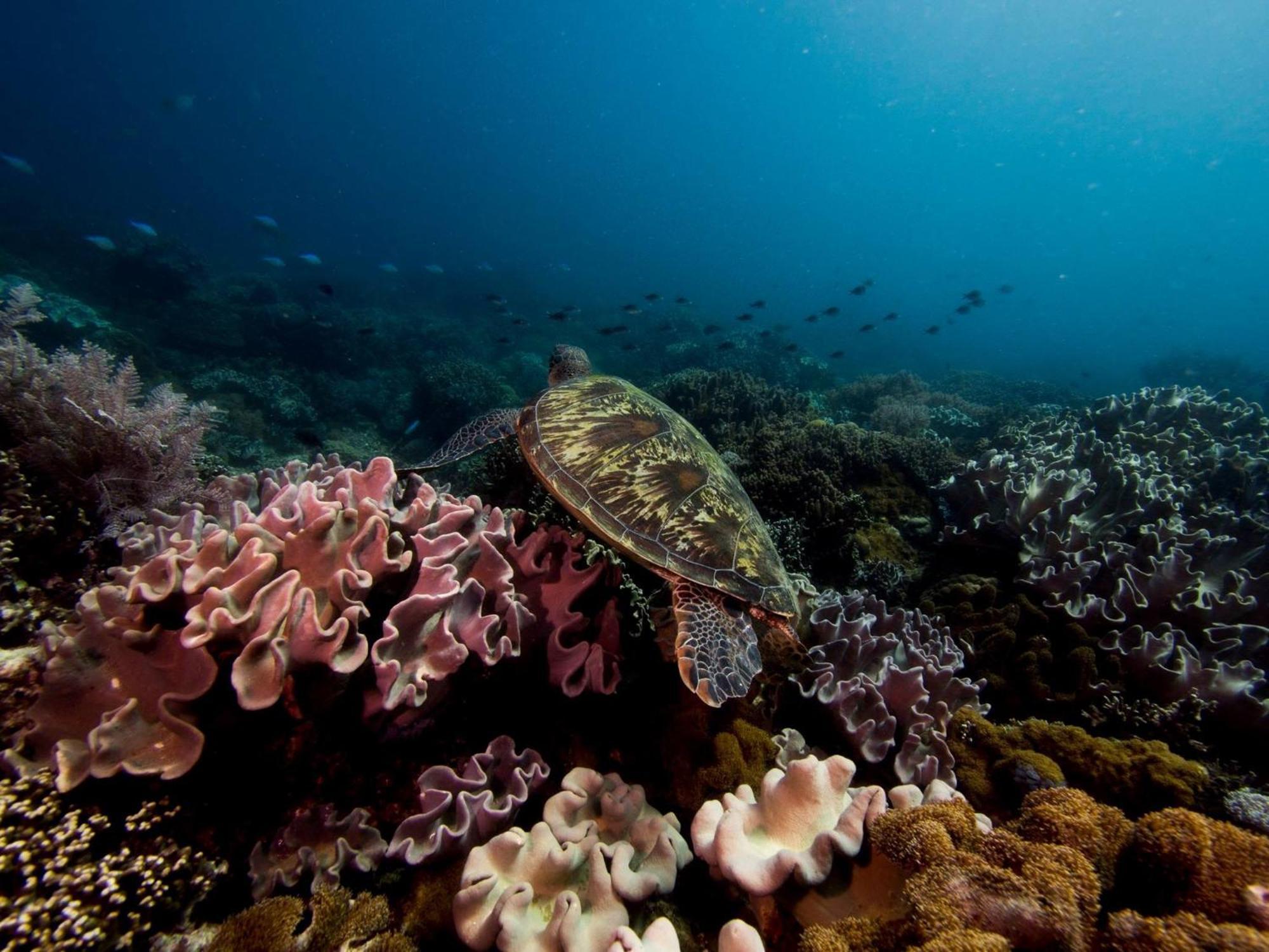 Liberty'S Lodge And Diving - Apo Island Dumaguete City Zewnętrze zdjęcie