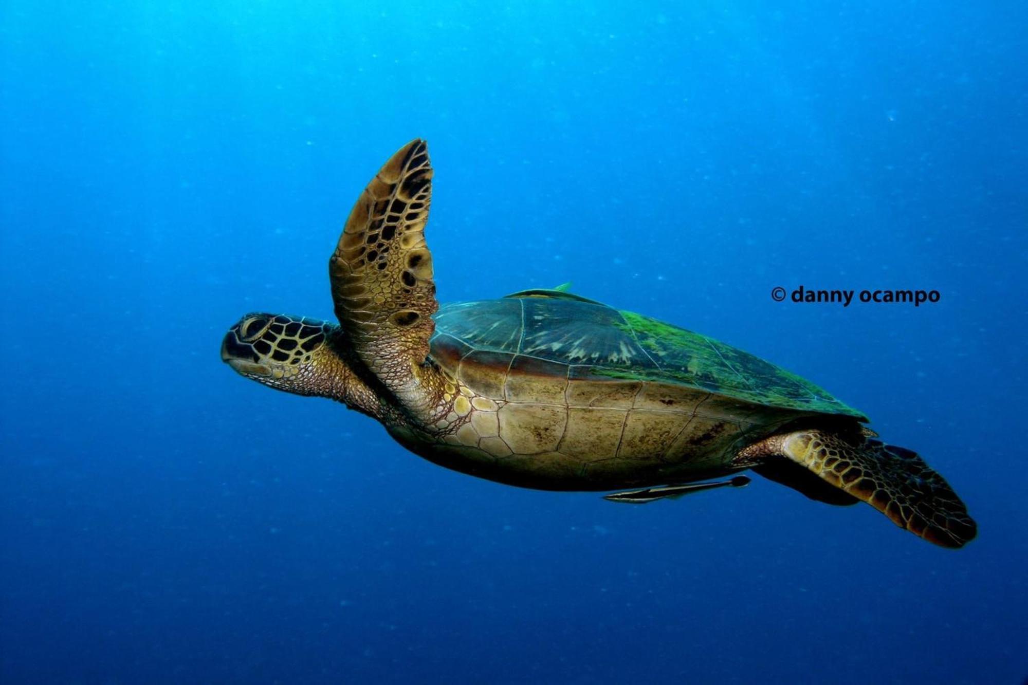 Liberty'S Lodge And Diving - Apo Island Dumaguete City Zewnętrze zdjęcie