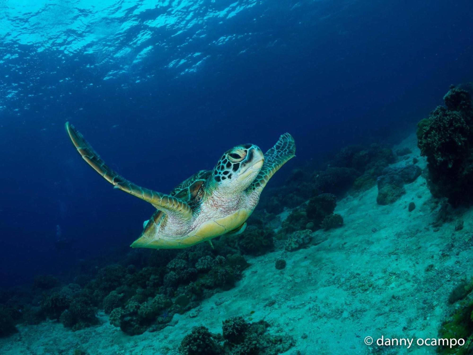 Liberty'S Lodge And Diving - Apo Island Dumaguete City Zewnętrze zdjęcie